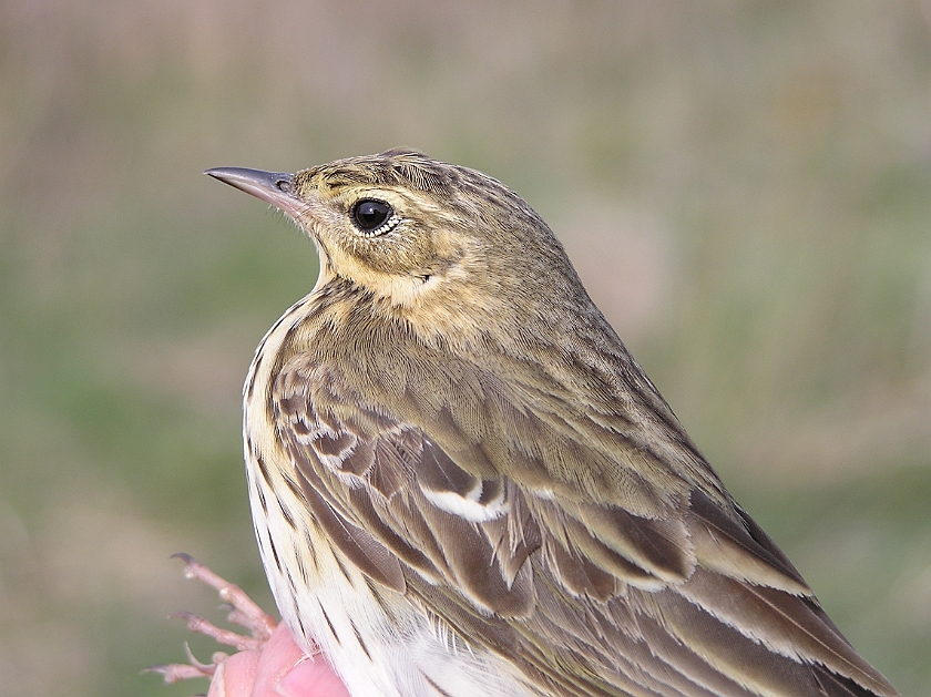 Tree Pipit, Sundre 20050509